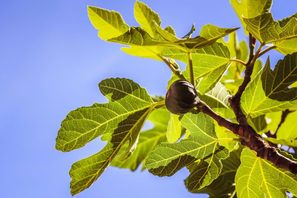 fig trees in late summer in a sun-drenched area