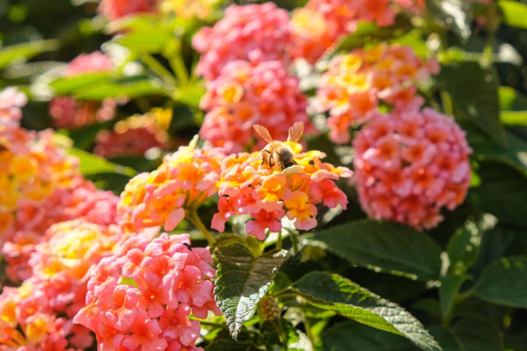 a flowers that grows in full sunlight