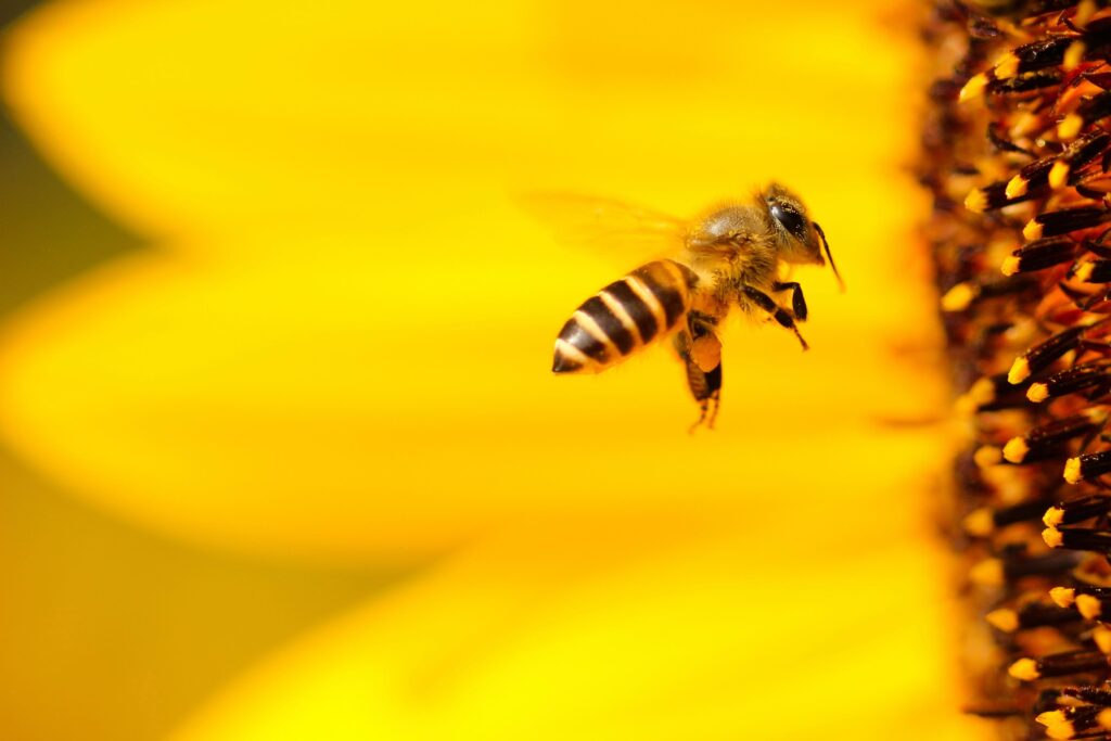 an image of a bee, a pollinator important for our food supply  