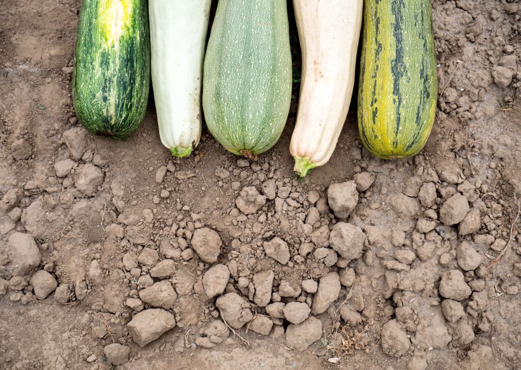 an image of zucchinis who do well with minimal watering 