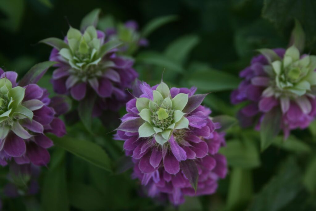 an image of a Bee balm