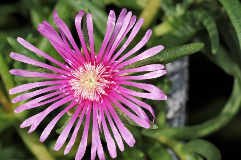 an image of an Ice plant 