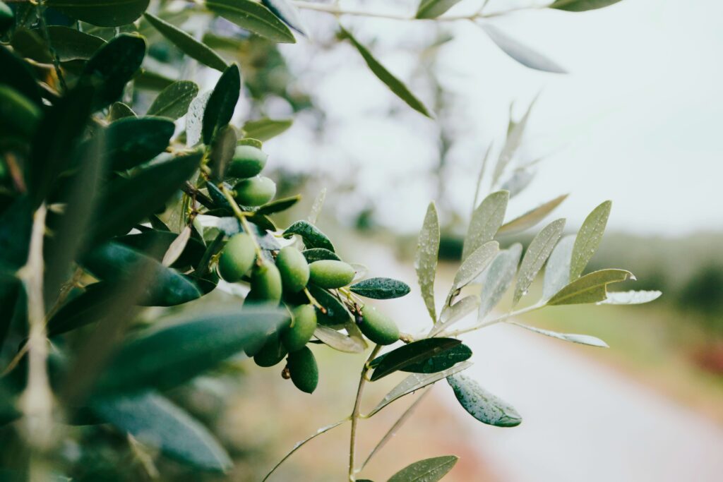 olive trees as one of the best xeriscaping trees