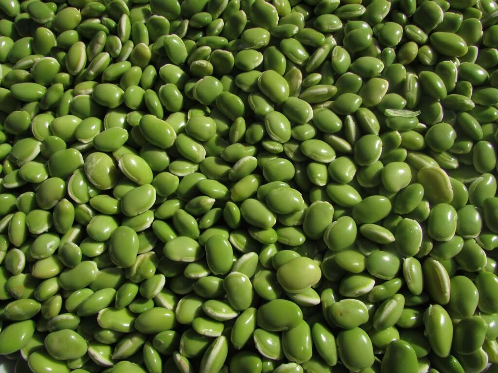 edible plants include vegetables like beans who are drought-resistant 