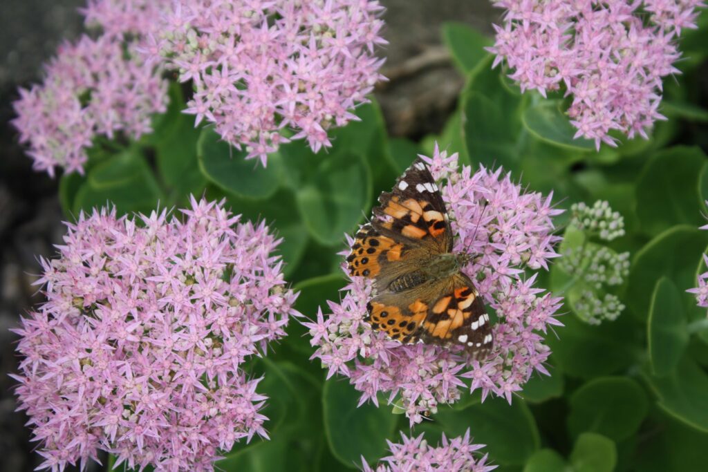 flower in a pollinator garden that attracts beautiful butterfly 