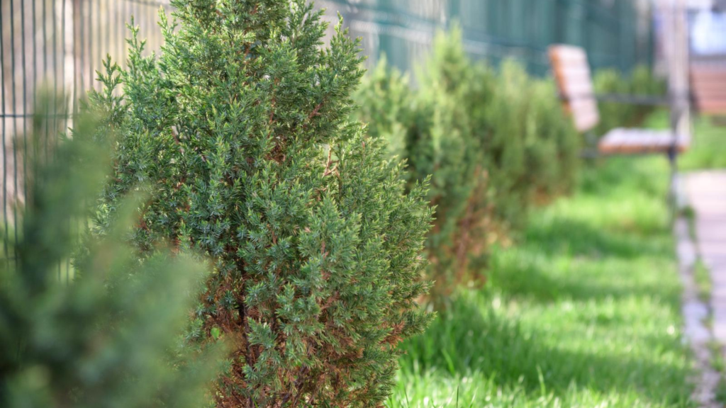 Juniper trees are an effective method against erosion