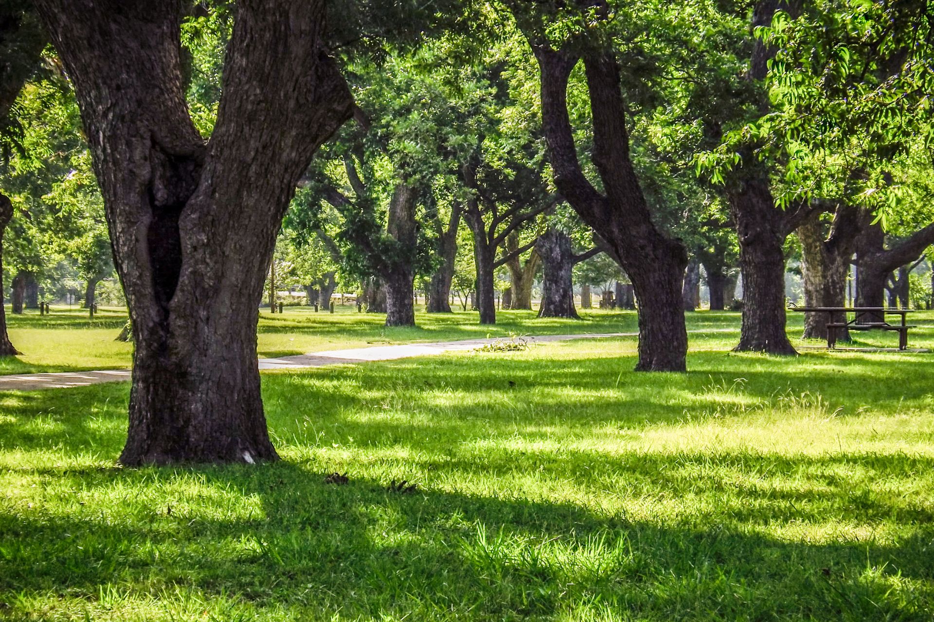 Drought tolerant trees