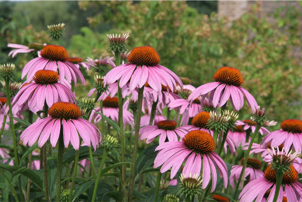 Xeriscape Plants Colorado: Your Expert Regional Landscaping Guide ...