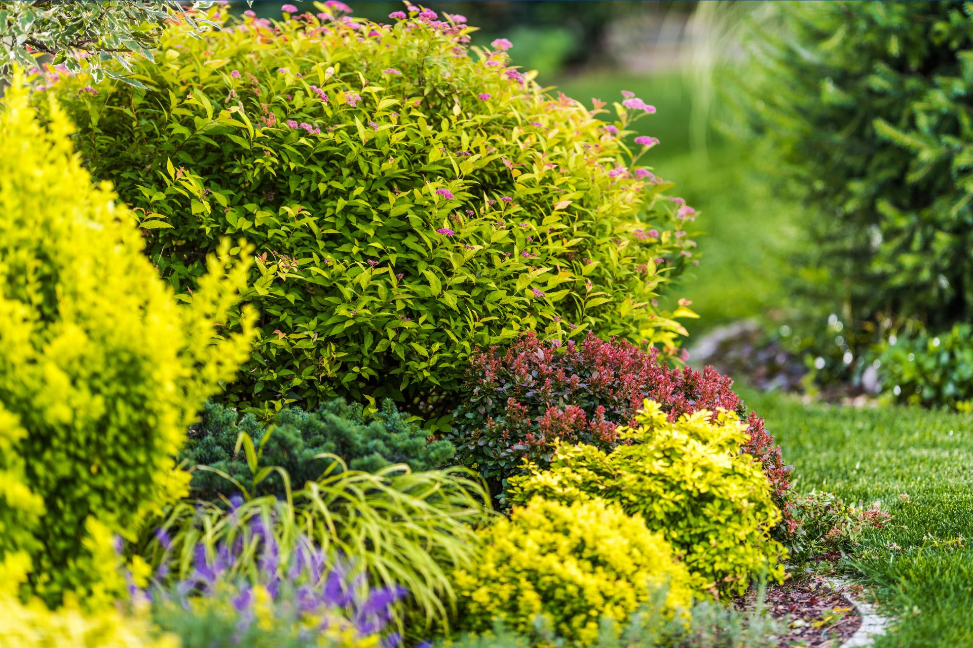 Drought tolerant shrubs