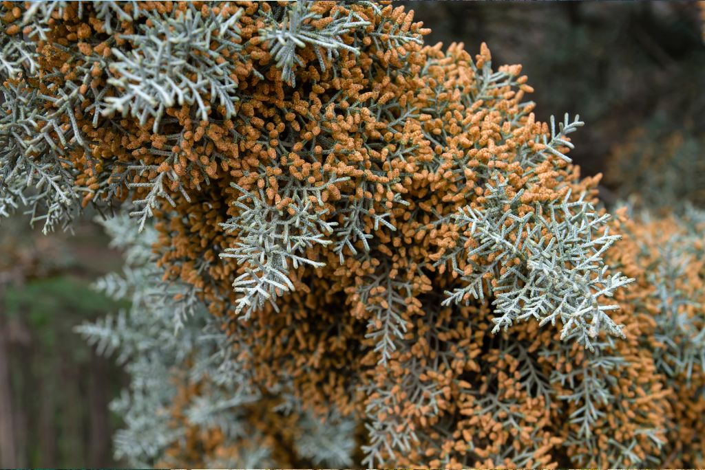 Drought tolerant trees