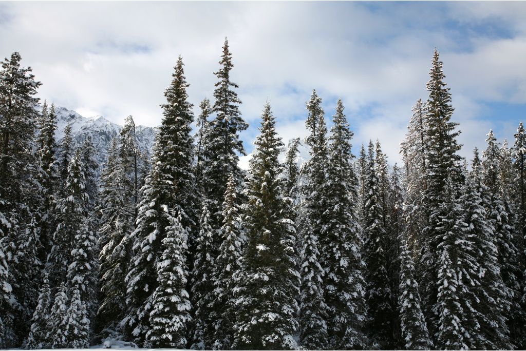 Drought tolerant trees evergreen trees