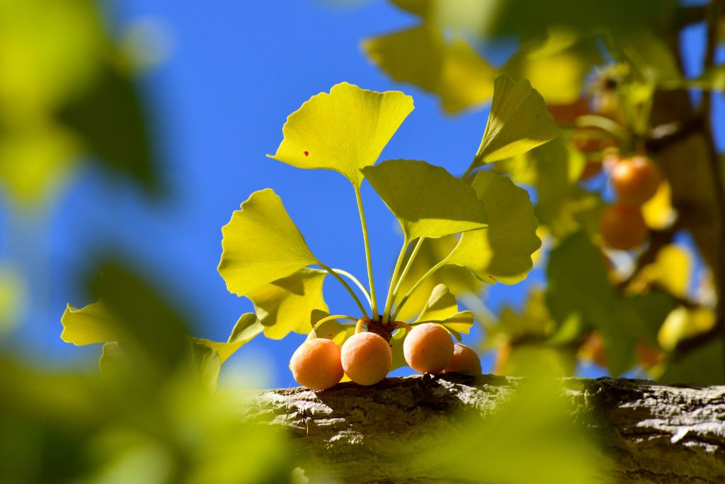 Drought tolerant trees - Ginko Biloba