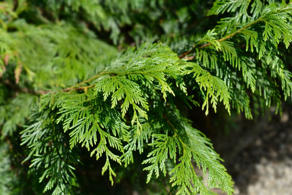 Drought tolerant trees